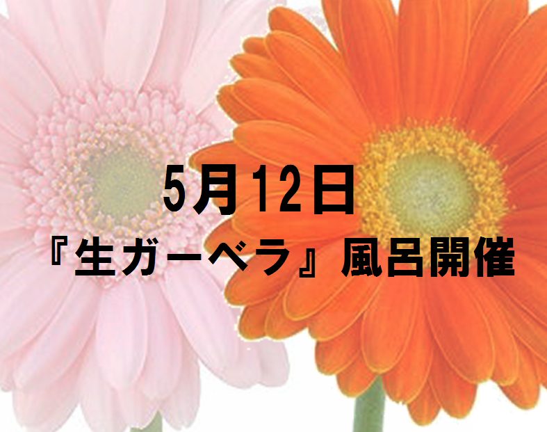 母の日『生ガーベラ風呂』開催！